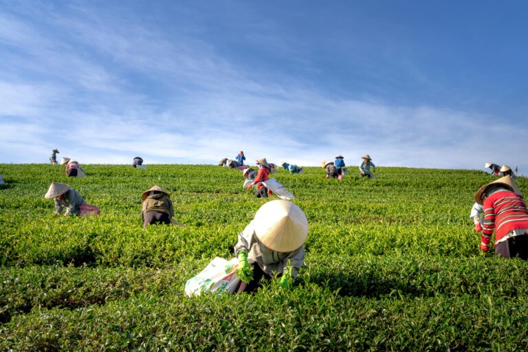 DE-NEXUS CENTER Agriculture